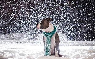 white and brown dog standing on snow covered field